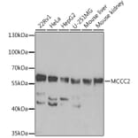 Western Blot - Anti-MCCC2 Antibody (A92332) - Antibodies.com