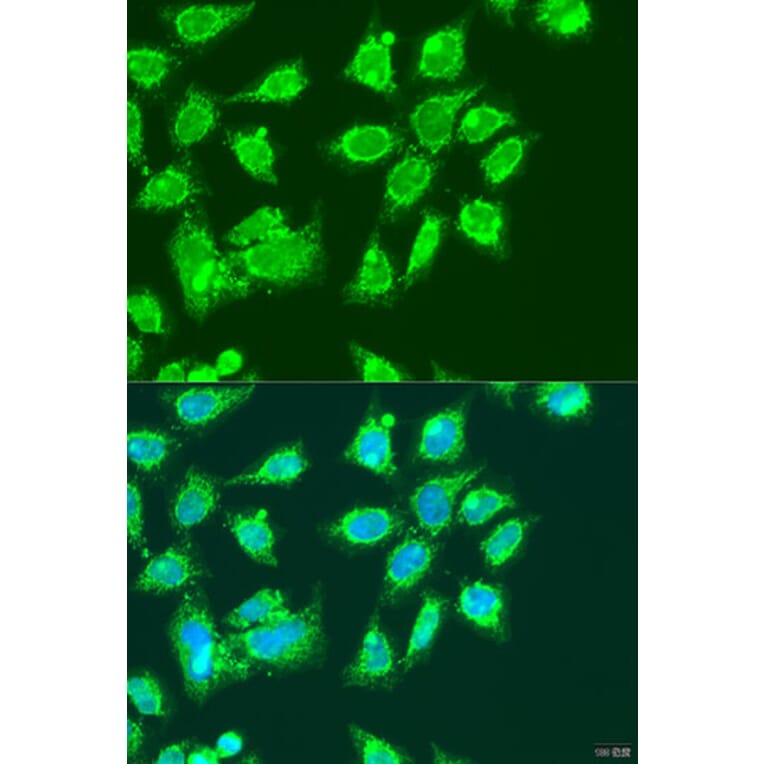 Immunofluorescence - Anti-MCCC2 Antibody (A92332) - Antibodies.com