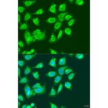 Immunofluorescence - Anti-MCCC2 Antibody (A92332) - Antibodies.com