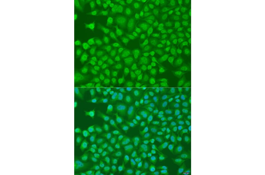 Immunofluorescence - Anti-PLEKHA1 Antibody (A16009) - Antibodies.com
