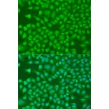 Immunofluorescence - Anti-PLEKHA1 Antibody (A16009) - Antibodies.com