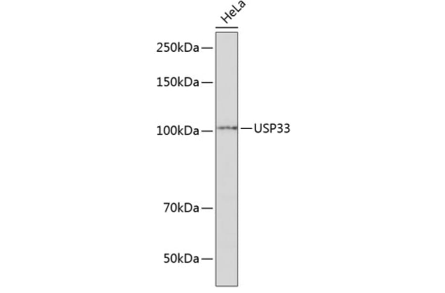 Western Blot - Anti-USP33 Antibody (A92337) - Antibodies.com