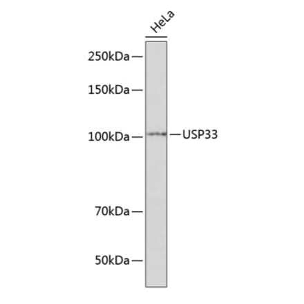 Western Blot - Anti-USP33 Antibody (A92337) - Antibodies.com