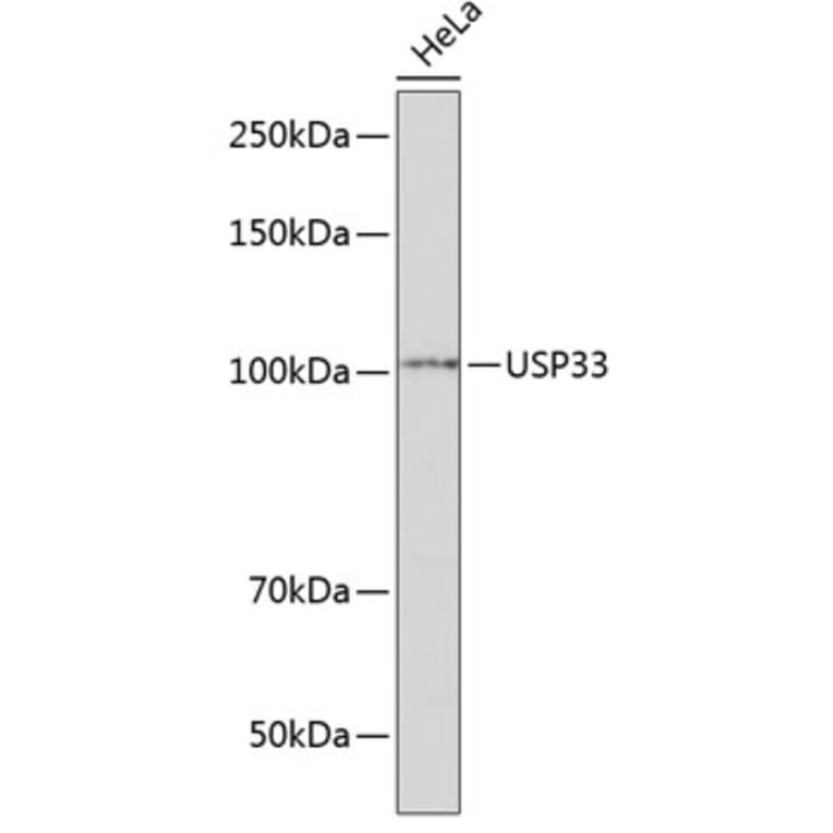 Western Blot - Anti-USP33 Antibody (A92337) - Antibodies.com