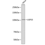 Western Blot - Anti-USP33 Antibody (A92337) - Antibodies.com