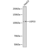 Western Blot - Anti-USP33 Antibody (A92337) - Antibodies.com