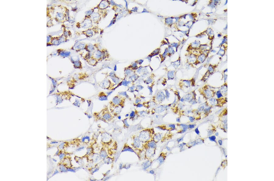 Immunohistochemistry - Anti-USP33 Antibody (A92337) - Antibodies.com