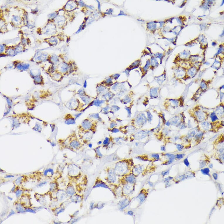 Immunohistochemistry - Anti-USP33 Antibody (A92337) - Antibodies.com