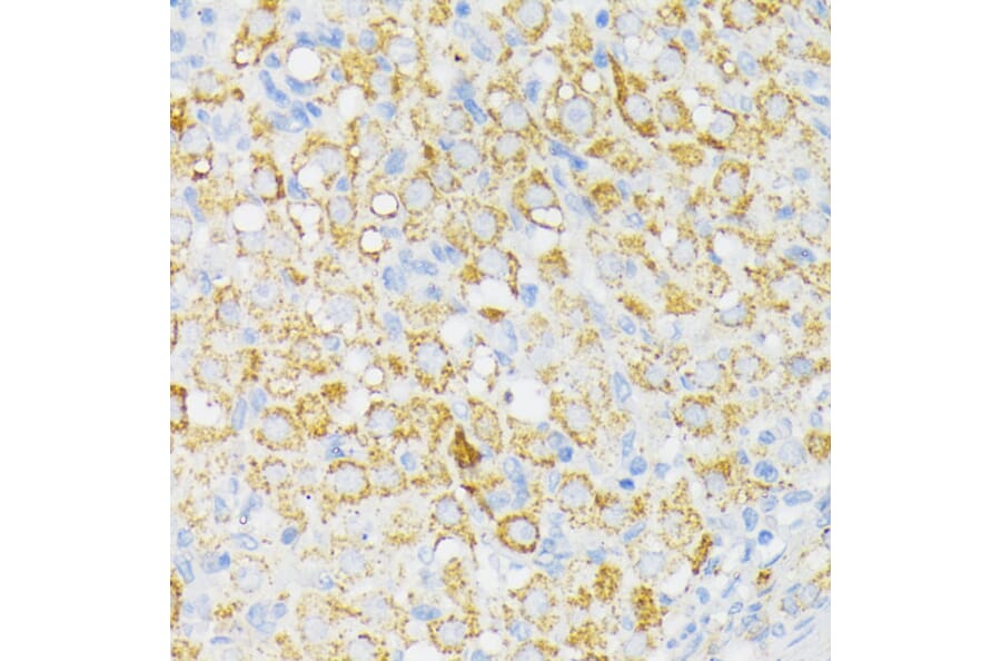Immunohistochemistry - Anti-USP33 Antibody (A92337) - Antibodies.com