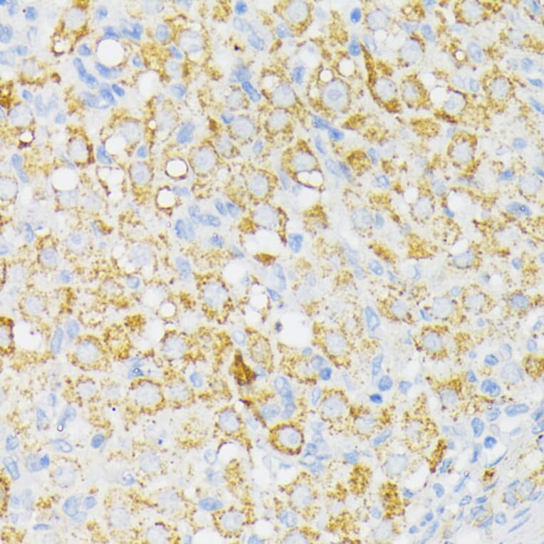 Immunohistochemistry - Anti-USP33 Antibody (A92337) - Antibodies.com