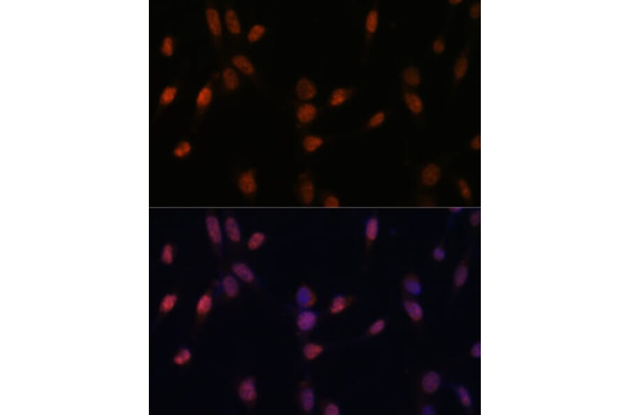 Immunofluorescence - Anti-USP33 Antibody (A92337) - Antibodies.com