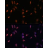 Immunofluorescence - Anti-USP33 Antibody (A92337) - Antibodies.com