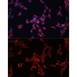 Immunofluorescence - Anti-Glypican 3 Antibody (A92339) - Antibodies.com