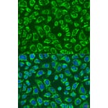 Immunofluorescence - Anti-MAP4K5 Antibody (A92345) - Antibodies.com