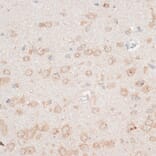 Immunohistochemistry - Anti-CDH18 Antibody (A14645) - Antibodies.com