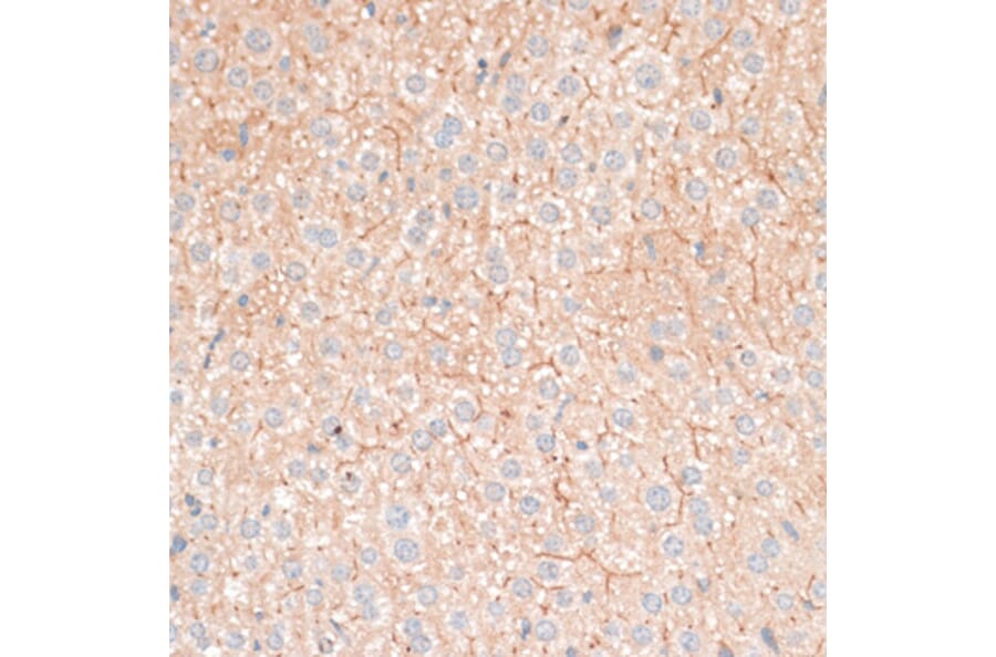 Immunohistochemistry - Anti-CDH18 Antibody (A14645) - Antibodies.com