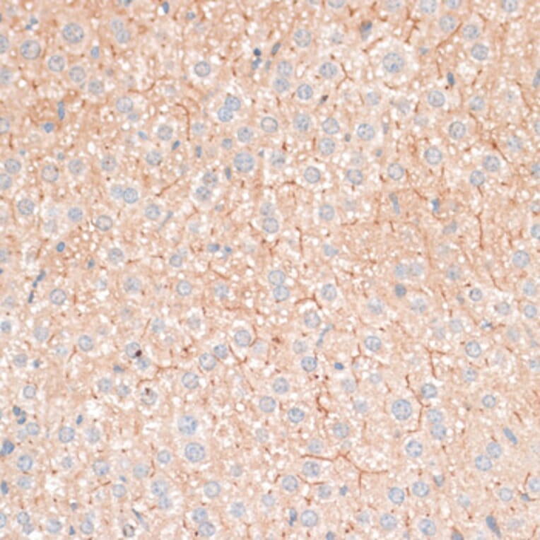 Immunohistochemistry - Anti-CDH18 Antibody (A14645) - Antibodies.com