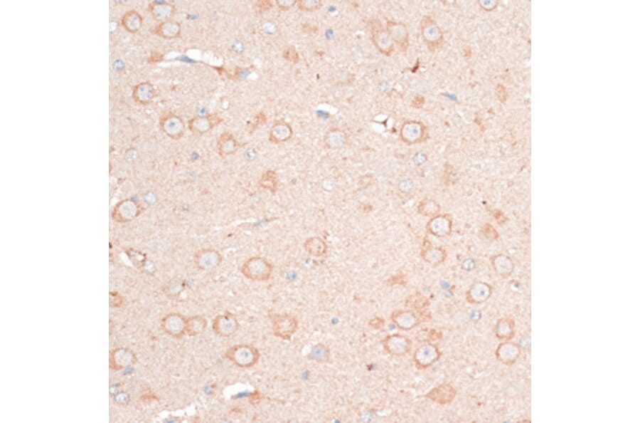 Immunohistochemistry - Anti-CDH18 Antibody (A14645) - Antibodies.com