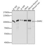 Western Blot - Anti-EMR2 Antibody (A92347) - Antibodies.com