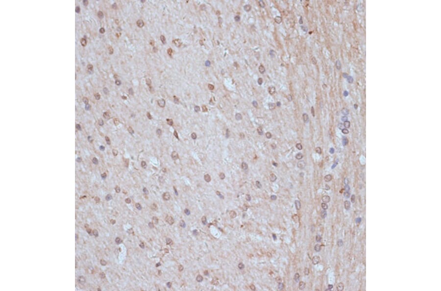 Immunohistochemistry - Anti-NCOA62/SNW1 Antibody (A92348) - Antibodies.com