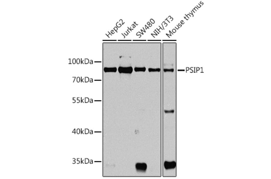 Western Blot - Anti-PSIP1/LEDGF Antibody (A92352) - Antibodies.com
