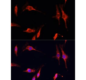 Immunofluorescence - Anti-DNase I Antibody (A92356) - Antibodies.com