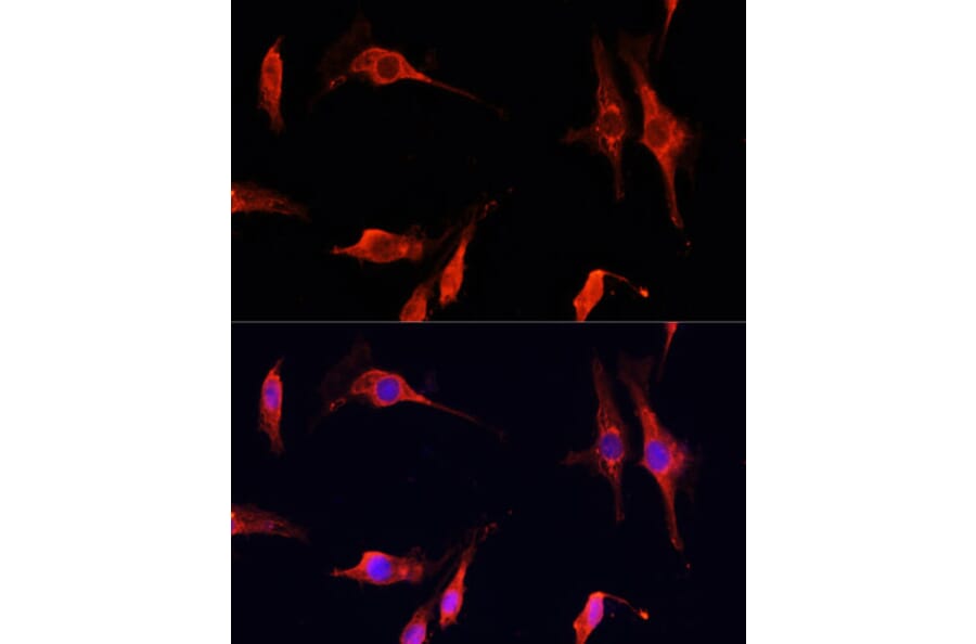 Immunofluorescence - Anti-DNase I Antibody (A92356) - Antibodies.com