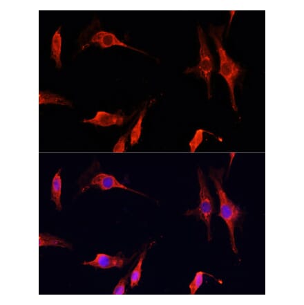 Immunofluorescence - Anti-DNase I Antibody (A92356) - Antibodies.com