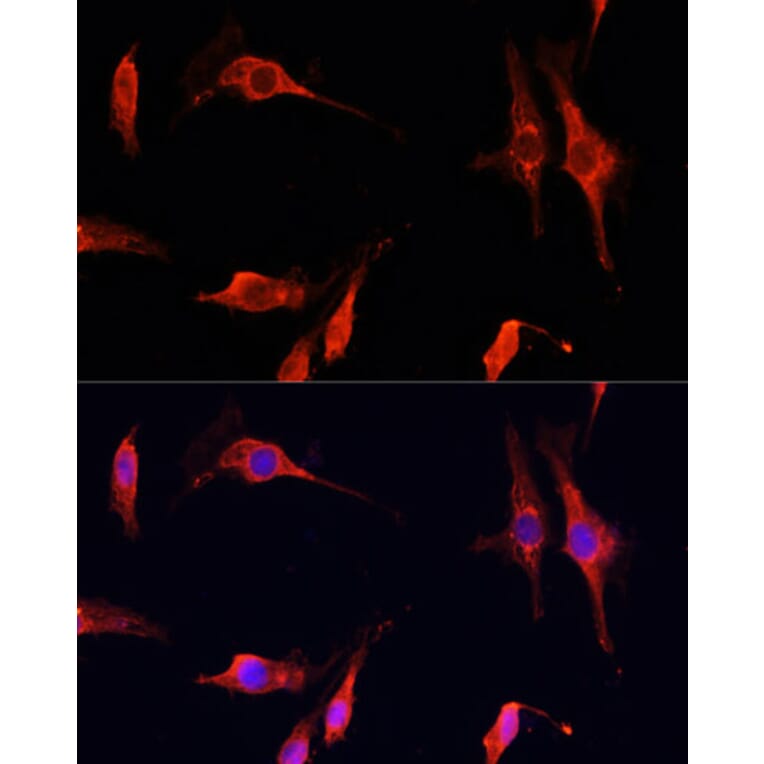 Immunofluorescence - Anti-DNase I Antibody (A92356) - Antibodies.com
