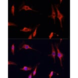 Immunofluorescence - Anti-DNase I Antibody (A92356) - Antibodies.com
