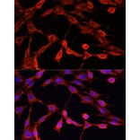 Immunofluorescence - Anti-DNase I Antibody (A92356) - Antibodies.com