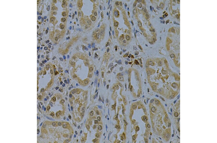 Immunohistochemistry - Anti-PDHA1 Antibody (A13525) - Antibodies.com