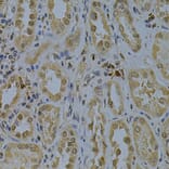 Immunohistochemistry - Anti-PDHA1 Antibody (A13525) - Antibodies.com