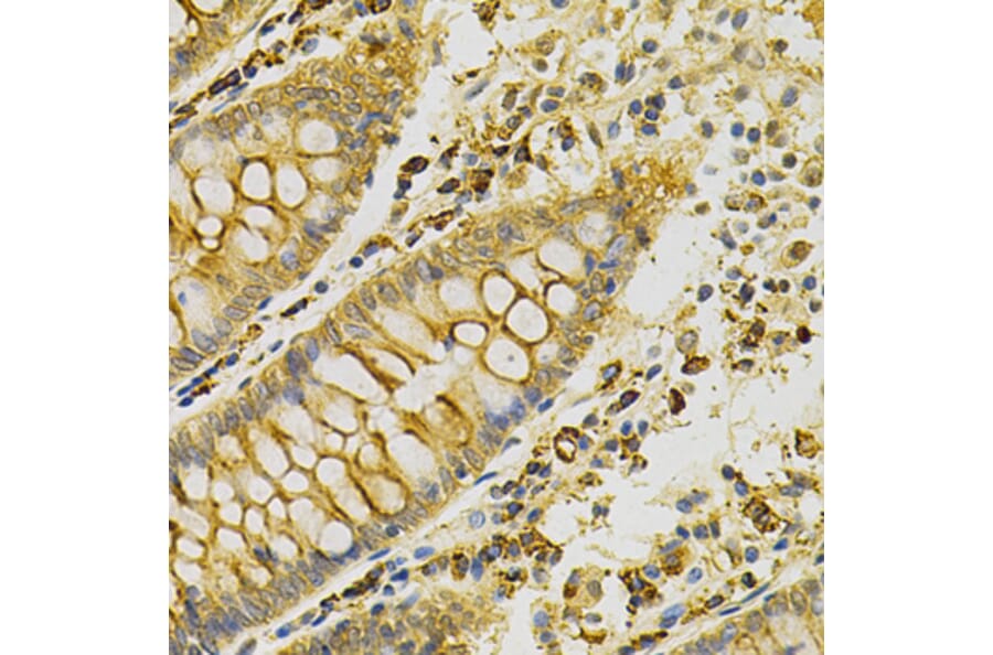 Immunohistochemistry - Anti-PDHA1 Antibody (A13525) - Antibodies.com