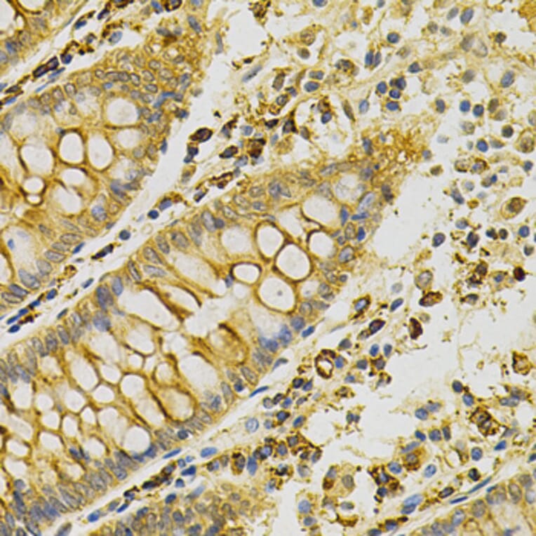 Immunohistochemistry - Anti-PDHA1 Antibody (A13525) - Antibodies.com