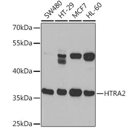 Western Blot - Anti-HtrA2 / Omi Antibody (A92371) - Antibodies.com