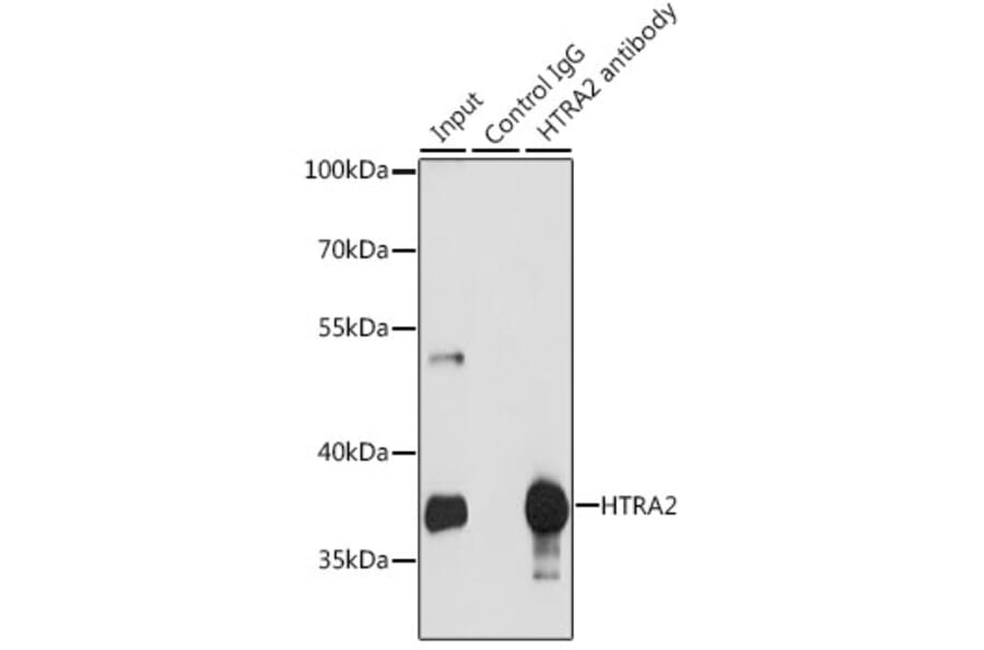 Western Blot - Anti-HtrA2/Omi Antibody (A92371) - Antibodies.com