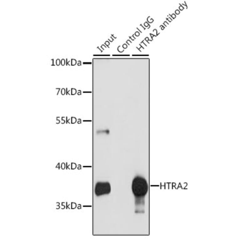 Western Blot - Anti-HtrA2/Omi Antibody (A92371) - Antibodies.com