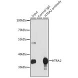 Western Blot - Anti-HtrA2/Omi Antibody (A92371) - Antibodies.com
