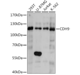 Western Blot - Anti-Cadherin 9 Antibody (A92372) - Antibodies.com