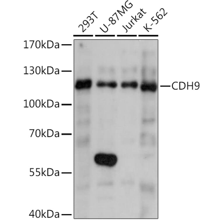 Western Blot - Anti-Cadherin 9 Antibody (A92372) - Antibodies.com