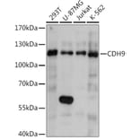 Western Blot - Anti-Cadherin 9 Antibody (A92372) - Antibodies.com