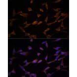 Immunofluorescence - Anti-AMPK alpha 2 Antibody (A92373) - Antibodies.com