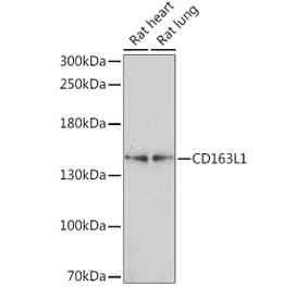 Western Blot - Anti-CD163L1 Antibody (A92378) - Antibodies.com