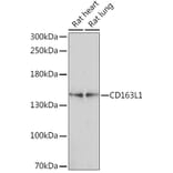 Western Blot - Anti-CD163L1 Antibody (A92378) - Antibodies.com