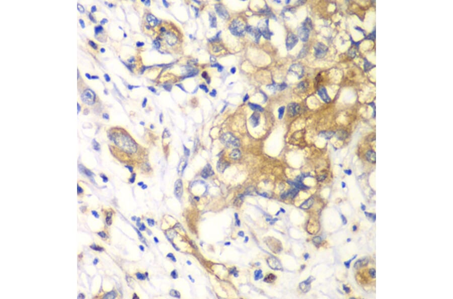 Immunohistochemistry - Anti-KLK10 Antibody (A13629) - Antibodies.com