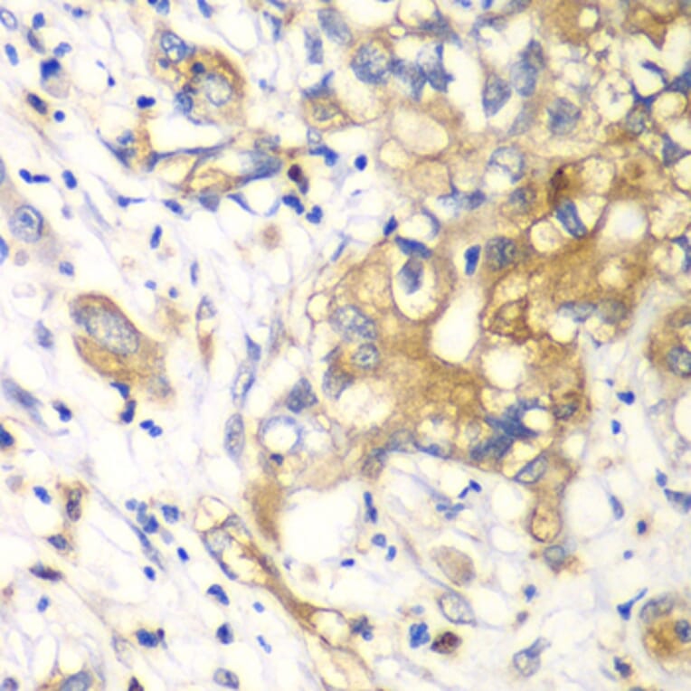 Immunohistochemistry - Anti-KLK10 Antibody (A13629) - Antibodies.com
