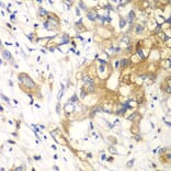 Immunohistochemistry - Anti-KLK10 Antibody (A13629) - Antibodies.com