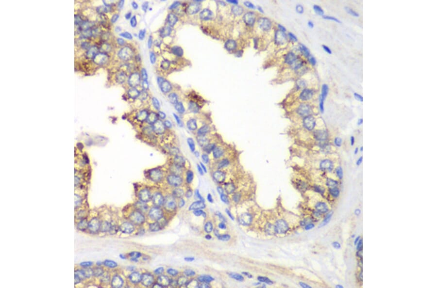 Immunohistochemistry - Anti-KLK10 Antibody (A13629) - Antibodies.com