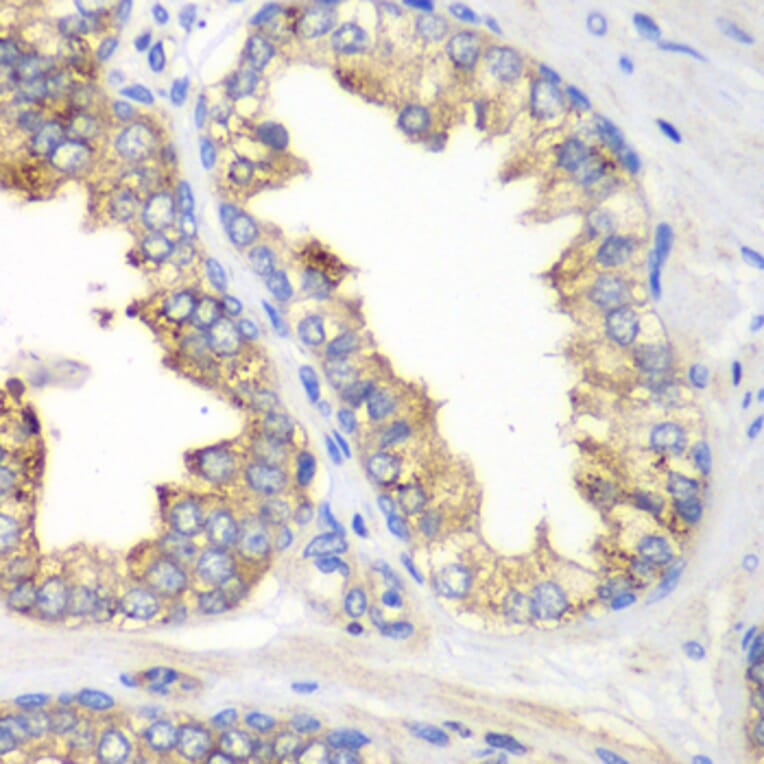 Immunohistochemistry - Anti-KLK10 Antibody (A13629) - Antibodies.com